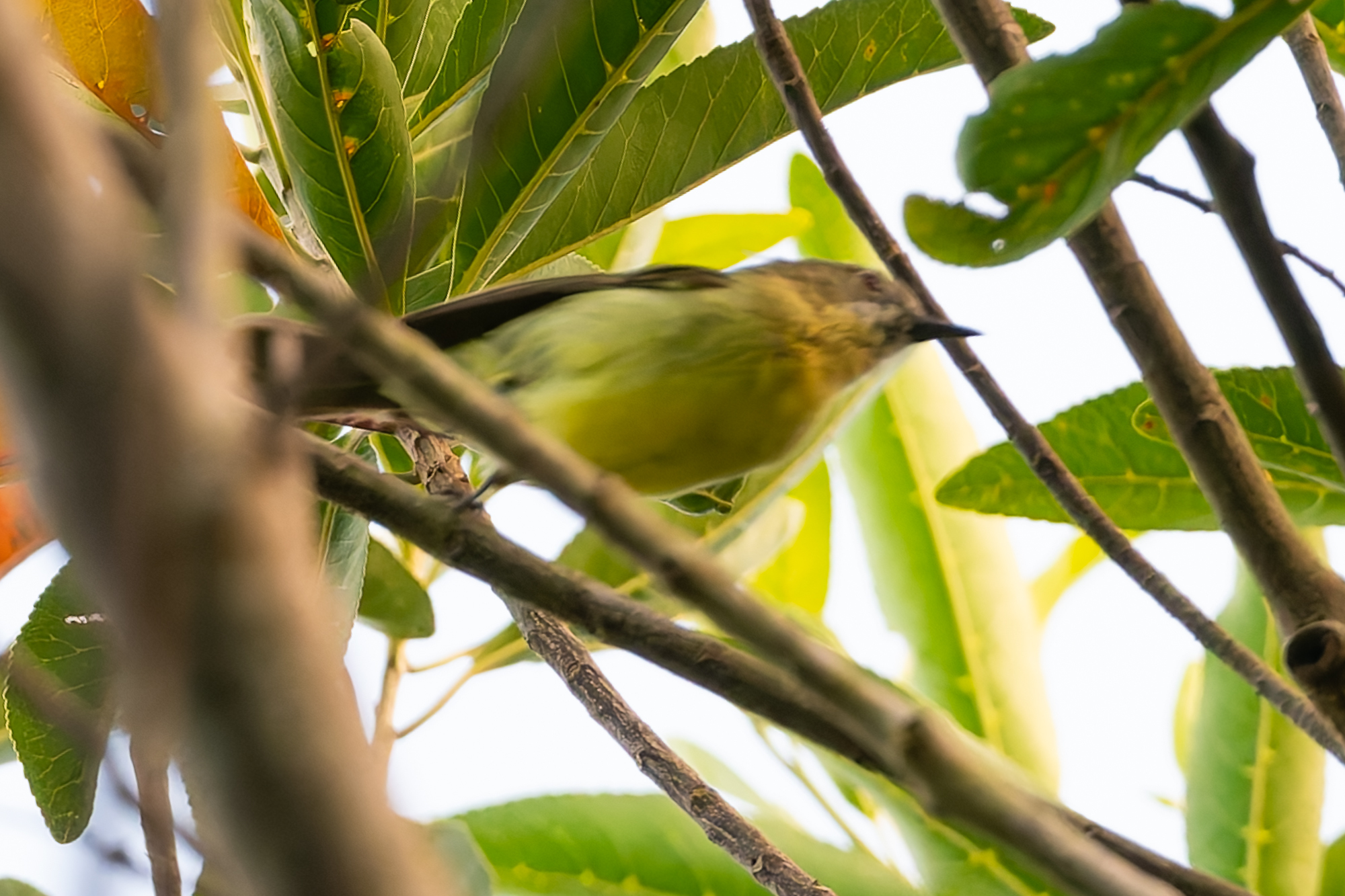 Fairy Gerygone (Gerygone palpebrosa), photo 7