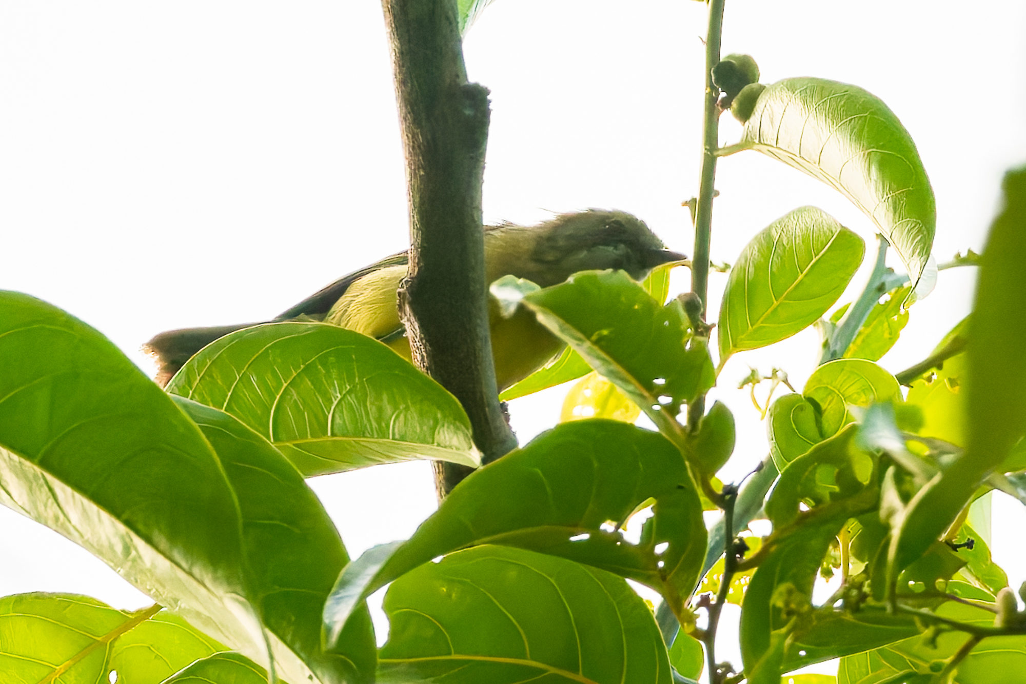 Fairy Gerygone (Gerygone palpebrosa), photo 9