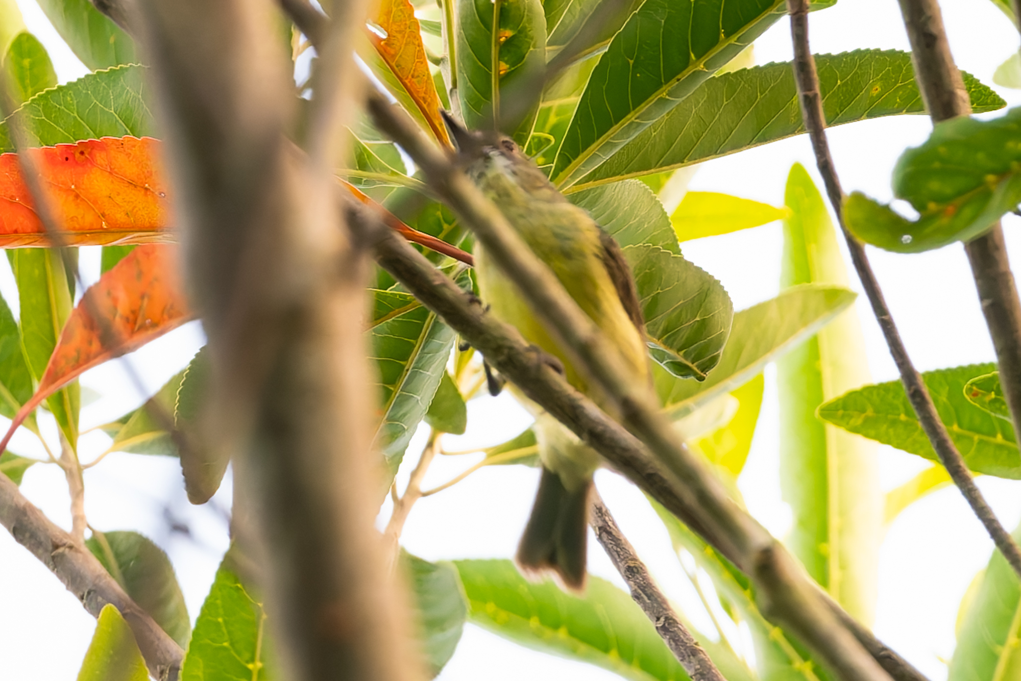 Fairy Gerygone (Gerygone palpebrosa), photo 8
