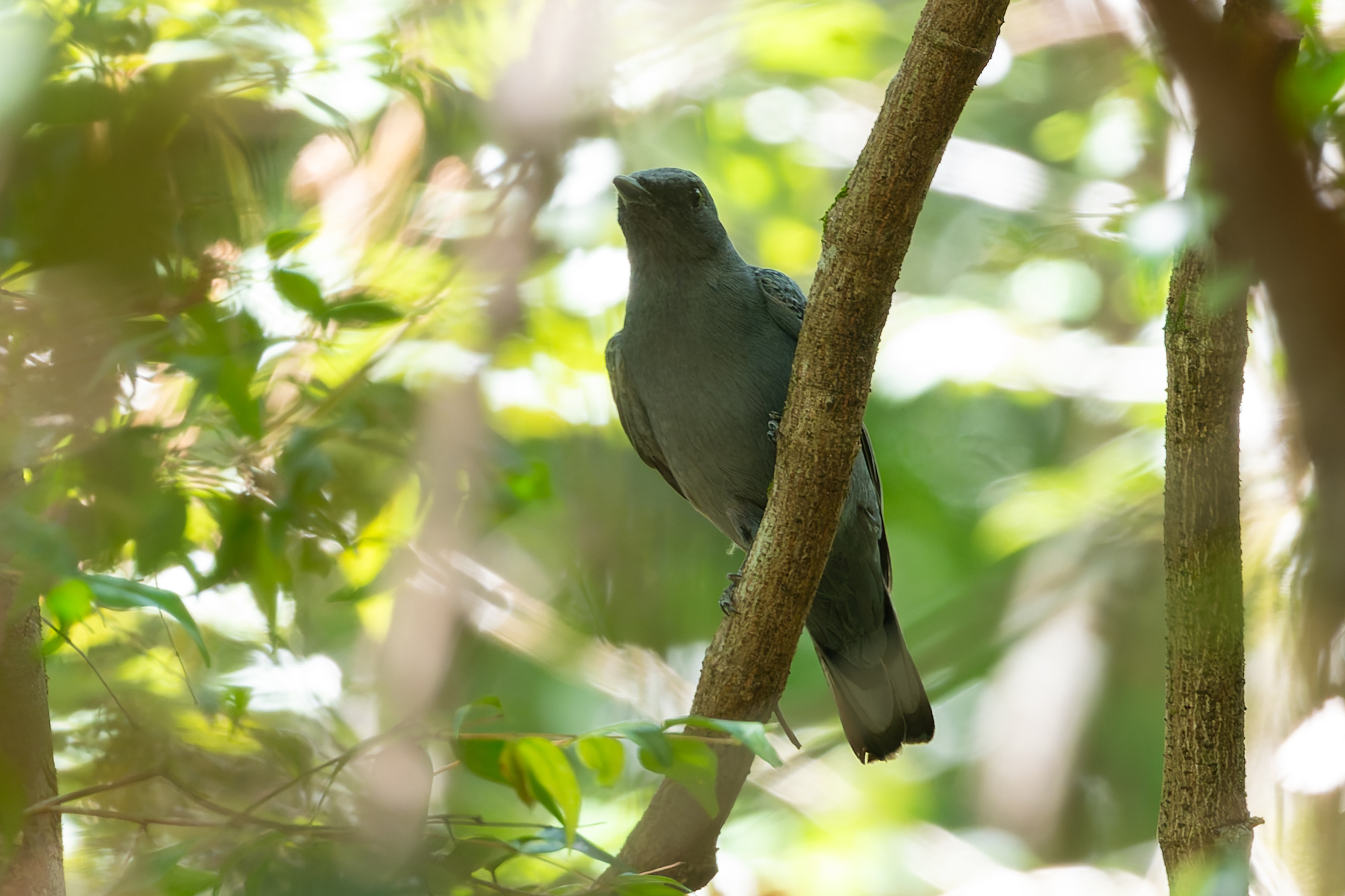 Sahul Cicadabird (Edolisoma tenuirostre), photo 7