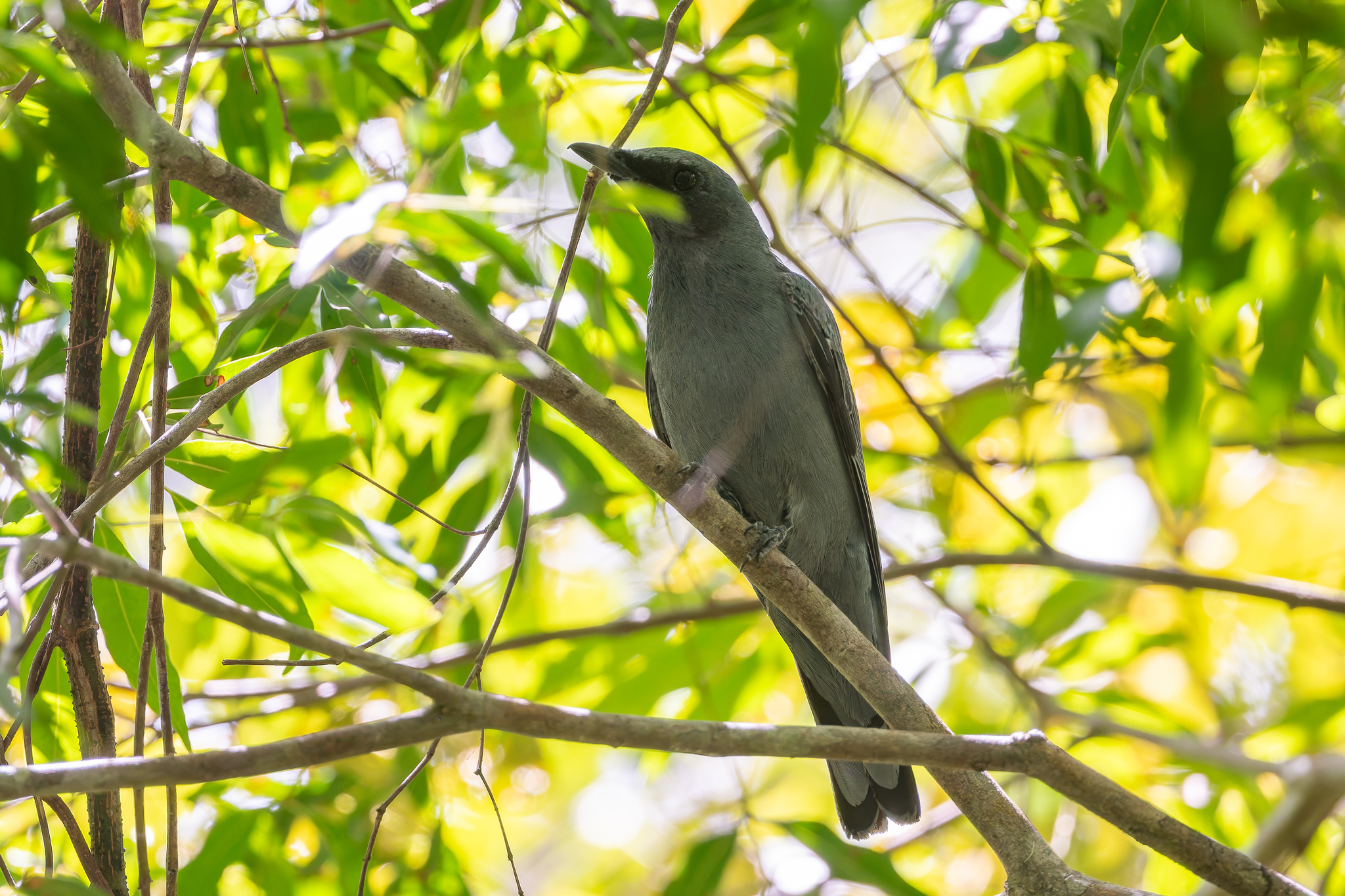 Sahul Cicadabird (Edolisoma tenuirostre), photo 6
