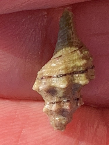 Urosalpinx subangulata, 2025-02-09