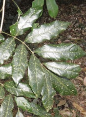 Philenoptera sutherlandii