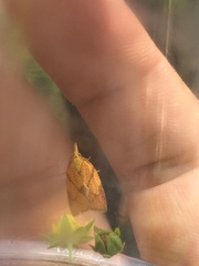 Cenopis reticulatana