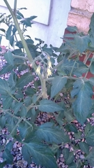 Solanum lycopersicum