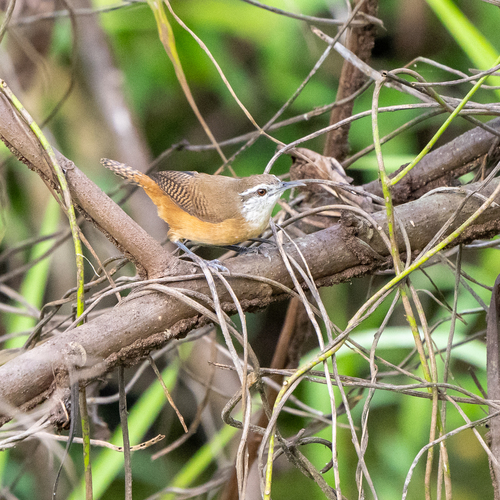 Buff-breasted Wren (Cantorchilus leucotis), photo 10