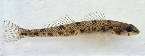 Waccamaw darter (Etheostoma perlongum) — Percidae — 2