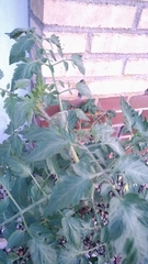 Solanum lycopersicum