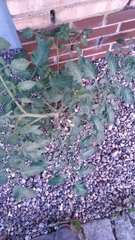 Solanum lycopersicum