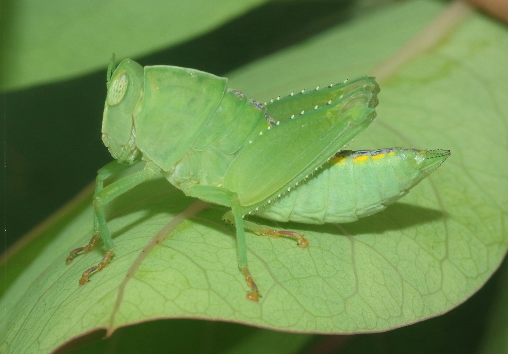 Phaulotypus socotranus