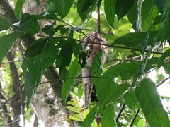 Nyctibius griseus