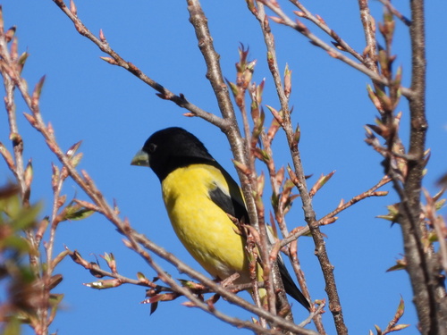 Hooded Grosbeak (Hesperiphona abeillei), photo 2