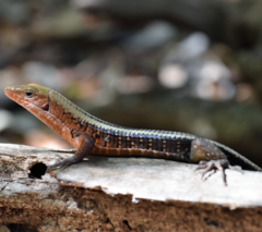 Zonosaurus laticaudatus