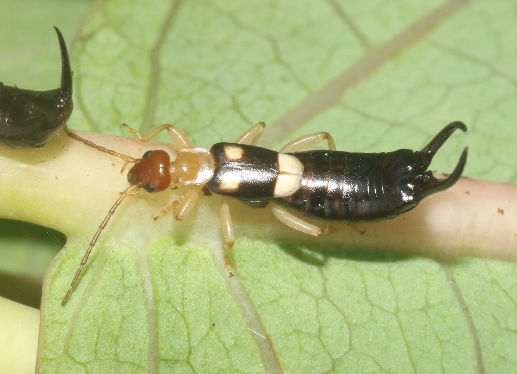 Forficula redempta