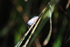 Tretogonia