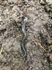 Plethodon electromorphus