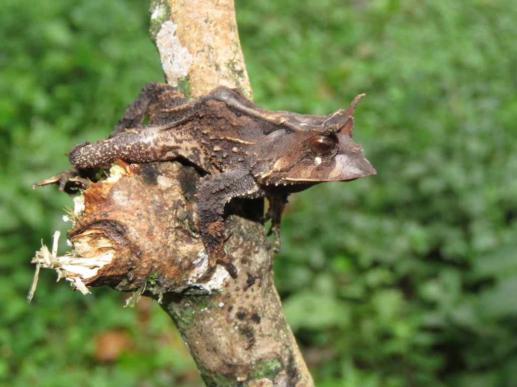 Guenther's Horned Frog