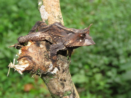 Günther's Horned Frog, Proceratophrys appendiculata