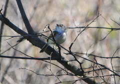 Hemitriccus margaritaceiventer