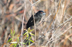 Knipolegus cyanirostris