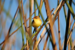 Pseudocolopteryx flaviventris
