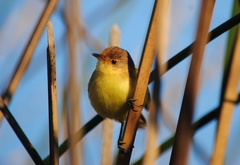 Pseudocolopteryx flaviventris