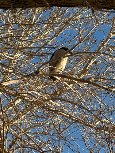 Black-crowned Night Heron photographed in Nevada