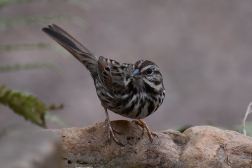 Song Sparrow photographed in Georgia