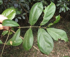 Oncinotis tenuiloba