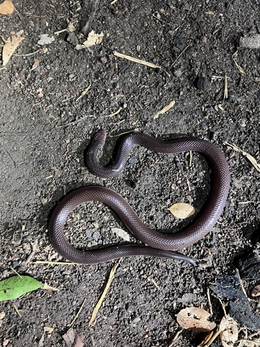 Southern Stiletto Snake