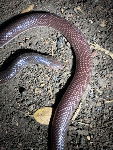 Southern Stiletto Snake