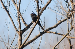 Knipolegus cyanirostris