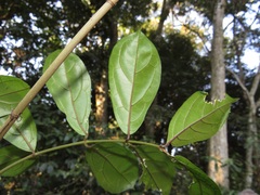 Oncinotis tenuiloba