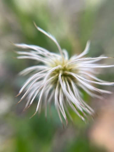 Clematis gentianoides, photograph 5