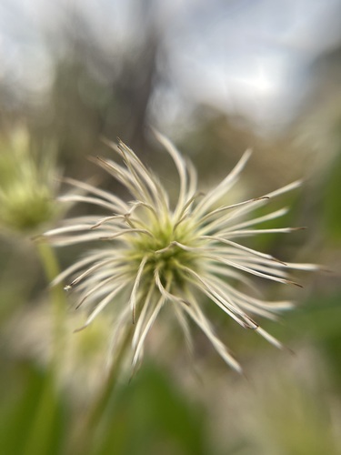 Clematis gentianoides