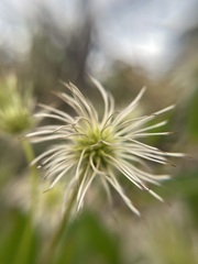 Clematis gentianoides