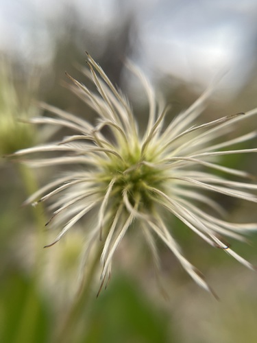 Clematis gentianoides, photograph 6