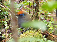 Coua reynaudii