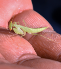 Ilomantis thalassina