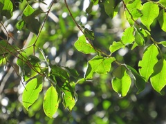Syzygium gerrardii