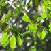 Syzygium gerrardii - Photo (c) magdastlucia,  זכויות יוצרים חלקיות (CC BY-NC), הועלה על ידי magdastlucia