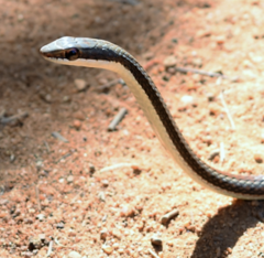 Dromicodryas bernieri