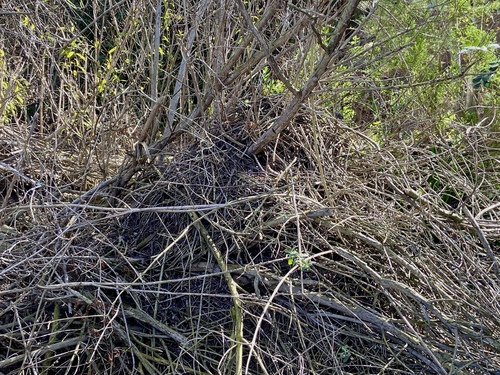 iNaturalist observation photo of Woodrats