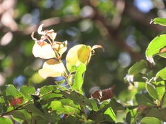 Syzygium gerrardii