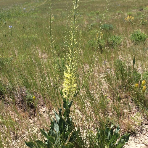 green princesplume (Stanleya viridiflora)