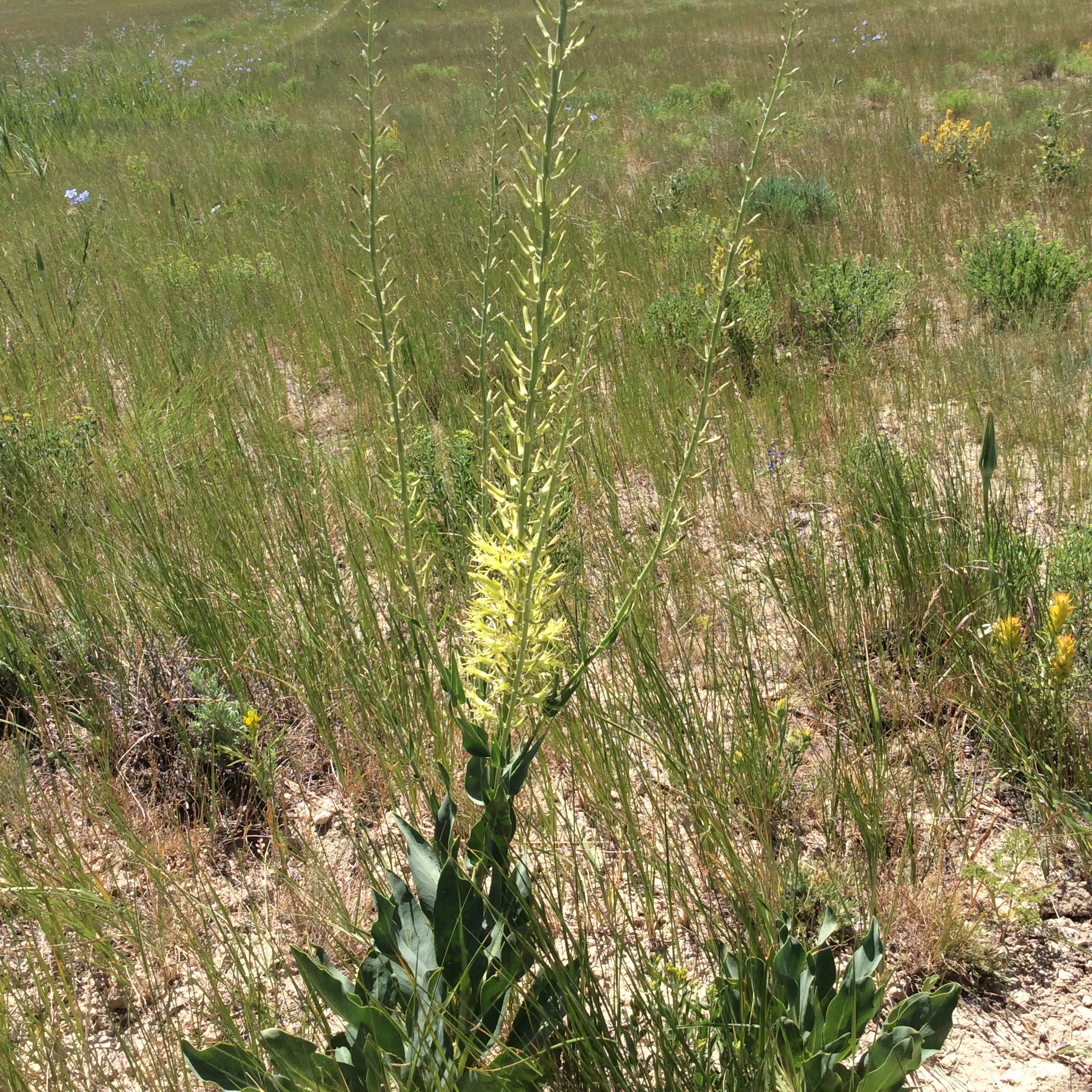 Stanleya viridiflora