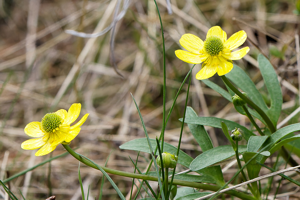 sagebrush buttercup from Spokane County, WA, USA on April 27, 2023 at ...