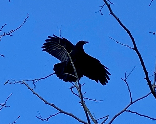iNaturalist observation photo of American Crow