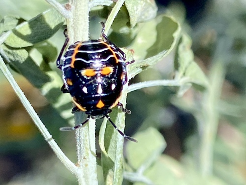 iNaturalist observation photo of Harlequin Bug