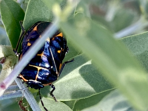 iNaturalist observation photo of Harlequin Bug